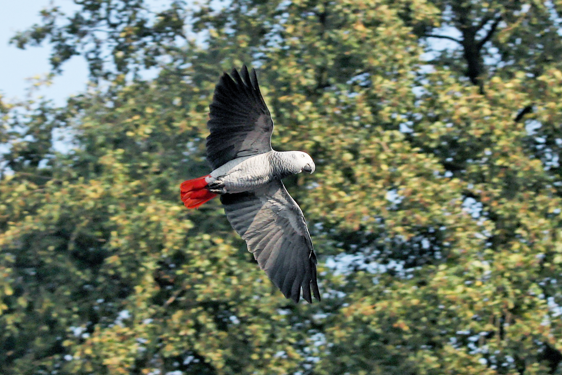 Daftar Harga African Grey Macaw